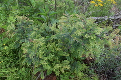Amorpha schwerinii