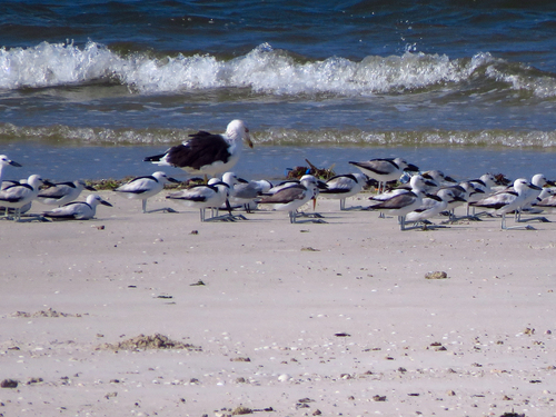 iNaturalist image