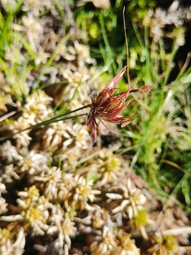 Tassel Gall