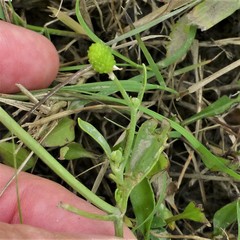 Ranunculus sceleratus