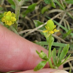 Ranunculus sceleratus