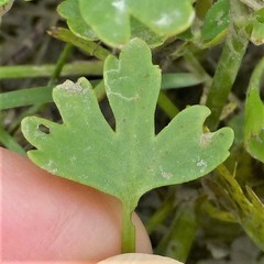 Ranunculus sceleratus