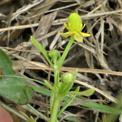 Ranunculus sceleratus