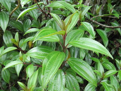 Miconia crocea