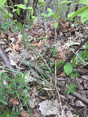 Hesperostipa spartea