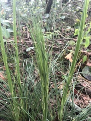 Xerophyllum asphodeloides