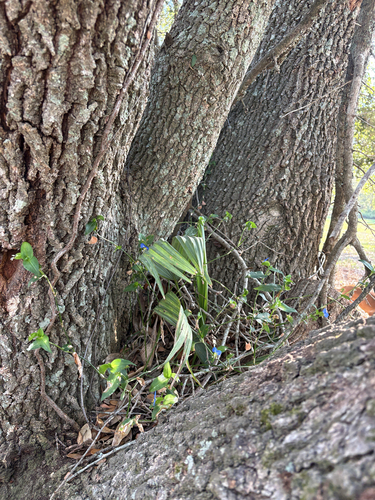 Dwarf Palmetto