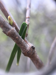 Hesperostipa spartea