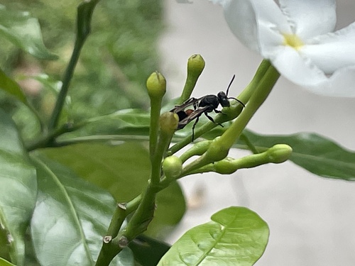 Ropalidia sumatrae
