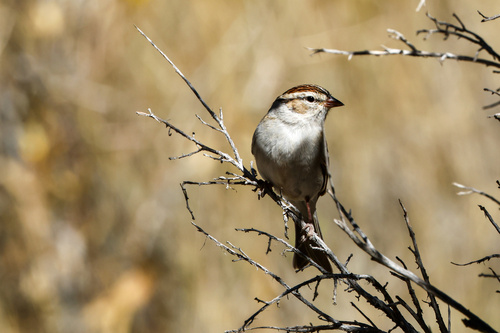 Chipping Sparrow