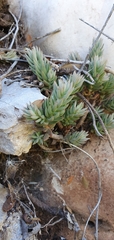 Petrosedum sediforme image