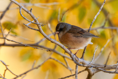 Dark-eyed Junco