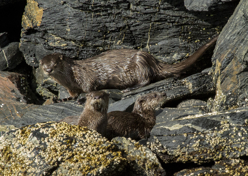 Kodiak Island River Otter (Subspecies Lontra canadensis kodiacensis ...