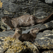 Lontra canadensis kodiacensis - Photo (c) Greg Holland, μερικά δικαιώματα διατηρούνται (CC BY-ND), uploaded by Greg Holland