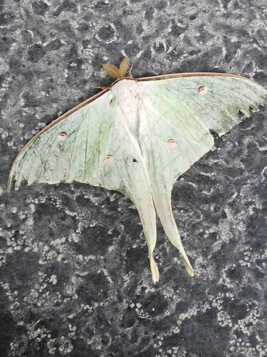 Chinese Moon Moth