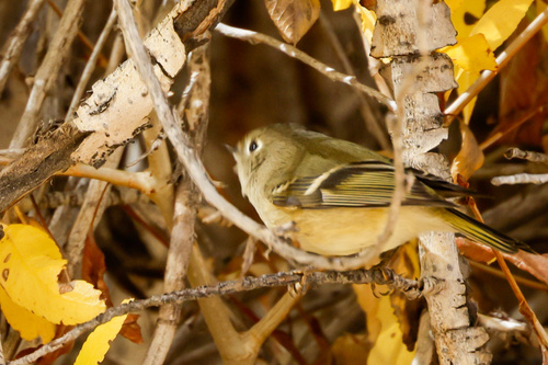 Ruby-crowned Kinglet