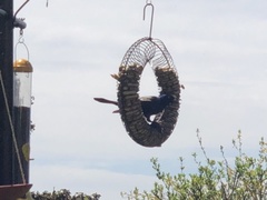 Quiscalus quiscula versicolor