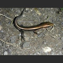 Eutropis multifasciata