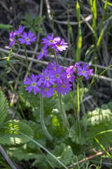 Primula cortusoides