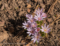 Lewisia rediviva