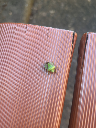 Oriental Stink Bug
