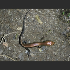 Eutropis multifasciata