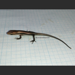 Eutropis multifasciata