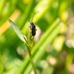 Cantharis tuberculata