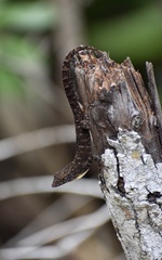 Anolis jubar oriens