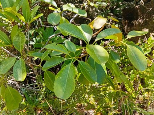 Fagraea berteroana observed 2026-09-14