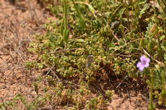 Euphilotes bernardino