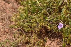Euphilotes bernardino