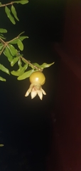 Punica granatum