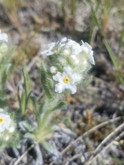 Oreocarya spiculifera