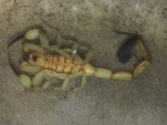 Centruroides limbatus