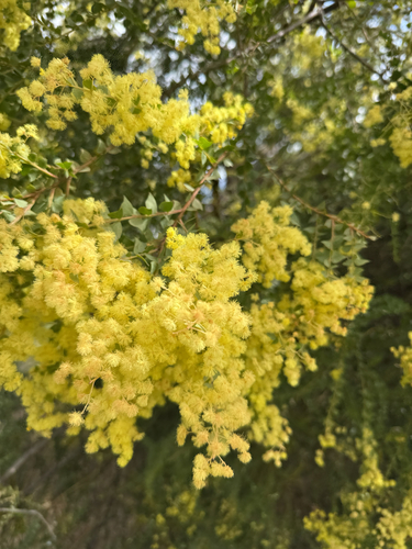Acacia pravissima observed 2026-10-02