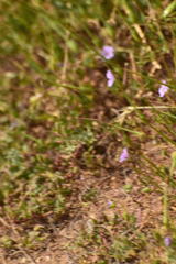 Euphilotes bernardino