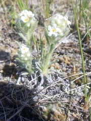 Oreocarya spiculifera