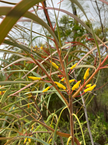 Persoonia falcata observed 2026-09-30