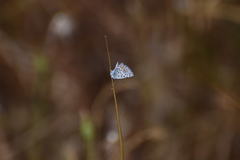 Euphilotes bernardino