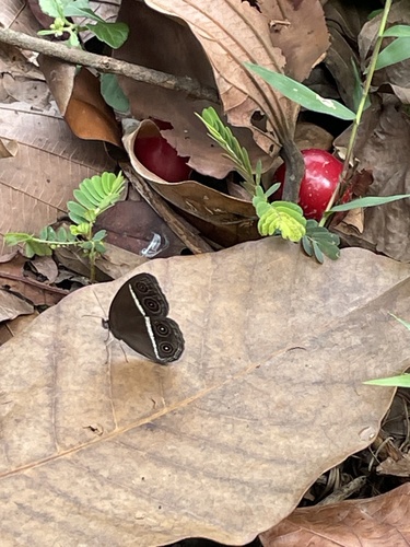 Smooth-eyed Bushbrown