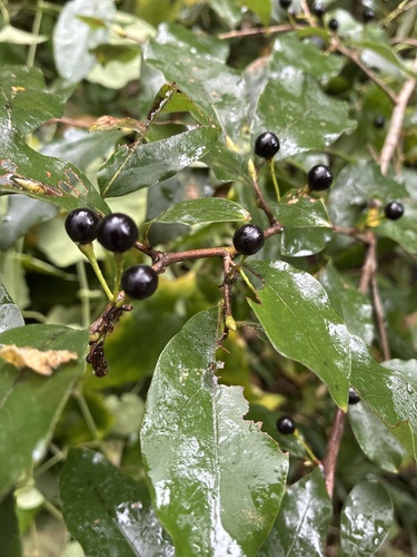 Lindera glauca, 2026-10-02