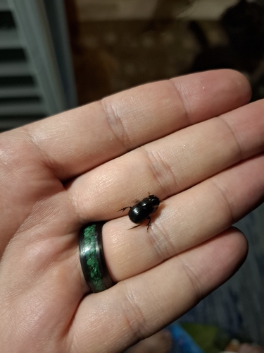 Small Black Dung Beetle