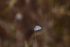 Euphilotes bernardino