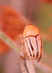 Cryptocephalus brunneovittatus
