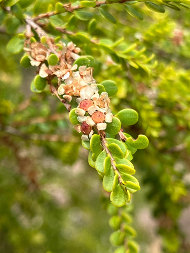 Thryptomene oligandra observed 2026-10-01