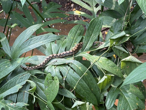 Reticulated Python