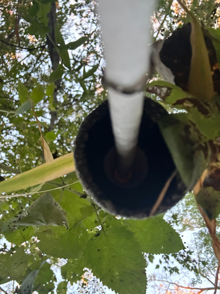 Shaggy Mane · October 2026 · photo: Photo: (c) Evan H, some rights reserved (CC BY) · iNaturalist