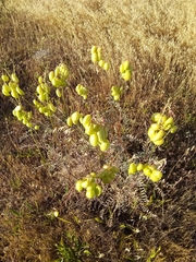 Astragalus asymmetricus