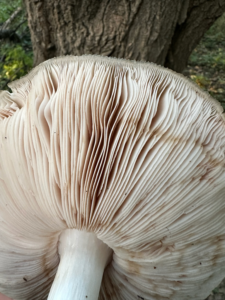 Deer Mushroom · October 2026 · photo: Photo: (c) Evan H, some rights reserved (CC BY) · iNaturalist